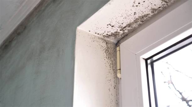 Best Mold Testing and Inspection Services in Murfreesboro, TN