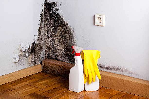 Best Bathroom Mold Remediation in Murfreesboro, TN